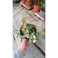 Trachelospermum asiaticum 'Tokyo Snow' pot