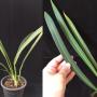 Philodendron sp.(T44) 'Green Sword'.
