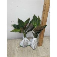 Aglaonema Army red A-77