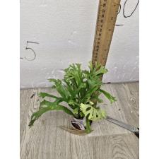 Microsorum punctatum 'Kinnaree' 