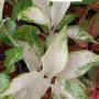 Aglaonema  Snow white A-74