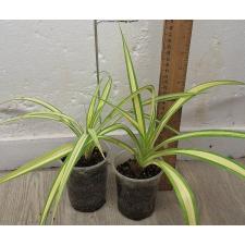Панданус сандери "Желтая лента" / Pandanus sanderi 'Yellow ribbon'