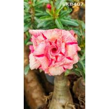 Adenium EK 8407
