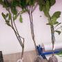 Citrus maxima 'Siam Ruby' (native from southern Thailand)(Grafted)