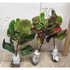 Codiaeum Ploen Chit A51