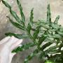 Drynaria sp.(T13) Philippines