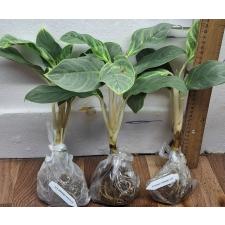 Аглаонема Иккую-сан / Aglaonema Ikkyu-san A-33