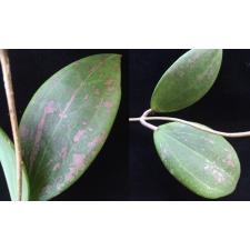 511 Hoya wibergiae
