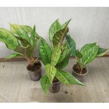 Aglaonema P-33 Lucky Green pot