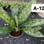 Aglaonema  Pet ra cha A-120