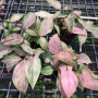 Syngonium podophyllum 'Pink Perfection'