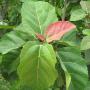 Ficus sp.(T24) Southern Thailand