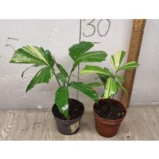 Caryota variegated (S) 