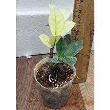 Замиокулкас Хамелеон / Zamioculcas zamiifolia (Chameleon)(S)