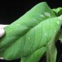 Hoya vitellinoides*460          460