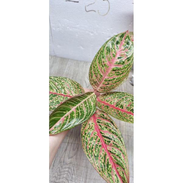 Aglaonema Diana A-116