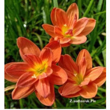 Zephyranthes Sudteerak