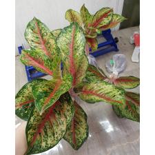 Aglaonema 10 Karat A-1