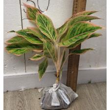 Аглаонема Аврора Розовая / Aglaonema Aurora -  Pink A-8