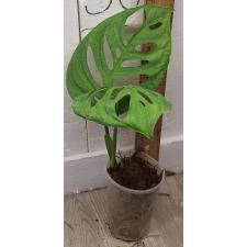 Монстера эпипремноидная "Эскуелето" / Monstera epipremnoides 'Esqueleto' (S)