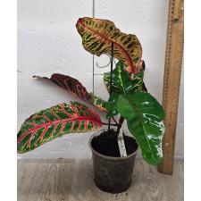 Codiaeum Flame Dragon