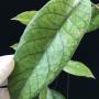 Hoya sp.12 (aff. Finlaysonii)           251