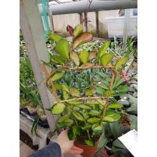 Hoya Australis 'lisa' 12 см горшке на опоре