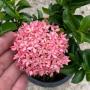 Ixora sp.(T15) pink flower