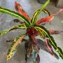 Codiaeum Rue Thong Kwanfah (C1)