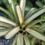 Neoregelia Altima (Bromeliad) 197