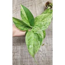 Epipremnum aureum variegated (S)