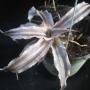 Cryptanthus lacerdae 'Menescal' (4 " pot) (Bromeliad) 50