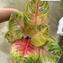Aglaonema  Moonlight- Pink A-103