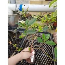 Xanthostemon sp.(T01) orange flower 688