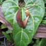 Aristolochia leuconeura (Costa Rica)