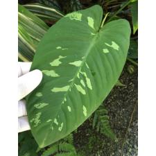 Schismatoglottis neoguineensis pot 2500p