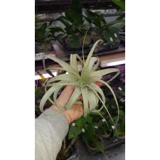 Tillandsia Xerographica