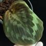 Kaempferia sp.(T08)(cloneE)