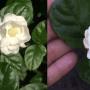 Jasminum Mali Chat (oval leaf) Japan