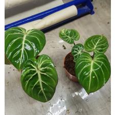 Philodendron gloriosum по 900р