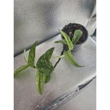 Rhaphidophora korthalsii variegated стакан 11 Д