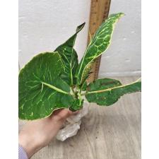 Codiaeum A4 Bangkok Уценка