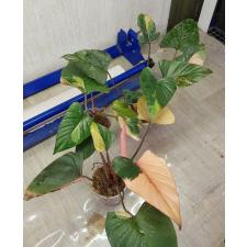Homalomena aromatica Spreng Schott