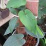Piper ribesoides (Ranong province Southern Thailand)