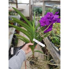 vanda 6
