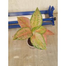 Aglaonema Prakaipet pot