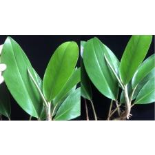 Эпипремнум Грин Сатин / Epipremnum Green Satin