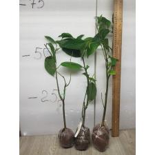 Cananga odorata var. fruticosa 23А