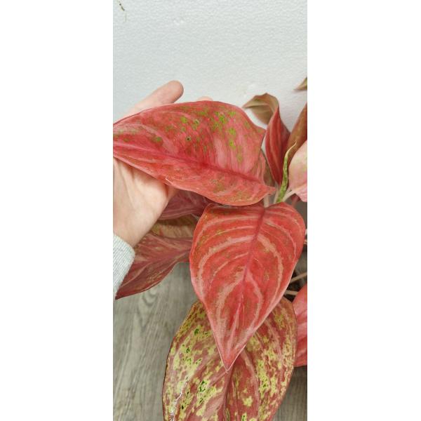 Aglaonema Red Queen pot