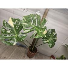 Monstera deliciosa Thai Constellation 3+ pot